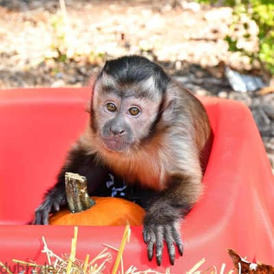 Capuchin Monkeys//Whatsapp Me +966 (583)-921348
