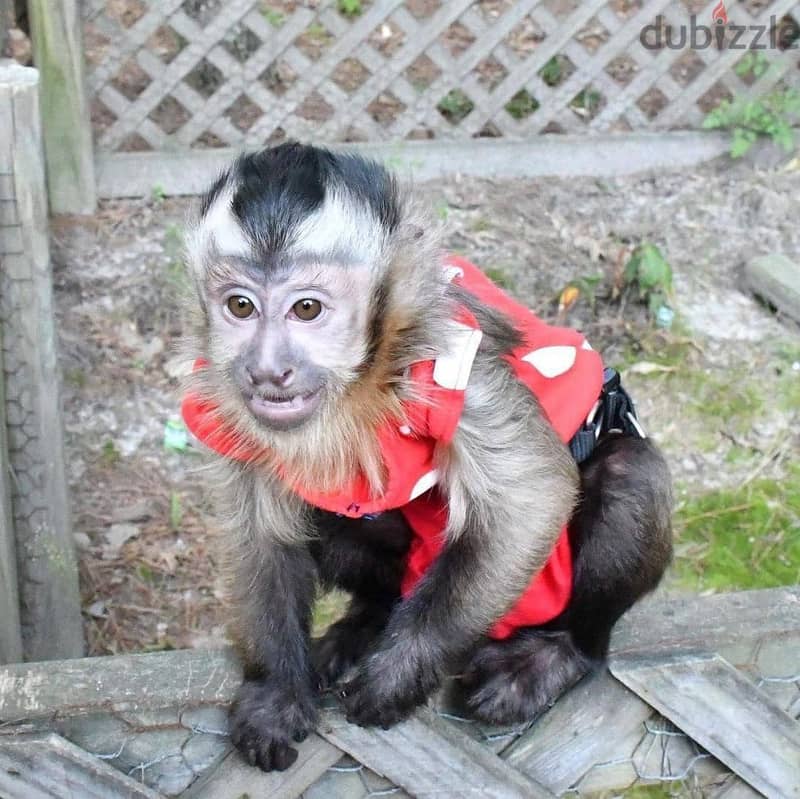 Capuchin Monkeys//Whatsapp Me +966 (583)-921348 1