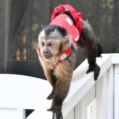 Capuchin Monkeys//Whatsapp Me +966 (583)-921348