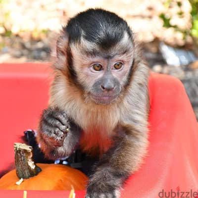 Whatsapp Me +966 (583)-921348//Capuchin Monkeys