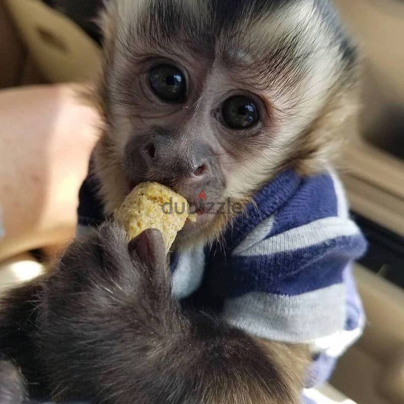 Whatsapp Me +966 (583)-921348//Capuchin Monkeys 1