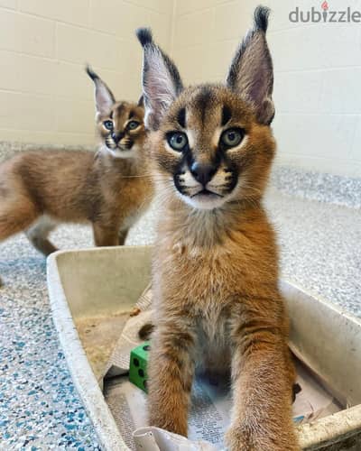 Whatsapp Me (+966) 588993320//Caracal Cats