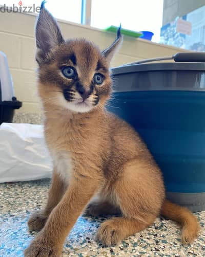 Caracal Cats//Whatsapp Me (+966) 588993320