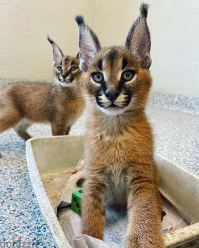 Caracal Cats//Whatsapp Me (+966) 588993320