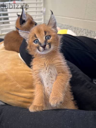 Caracal Cats//Whatsapp Me (+966) 588993320