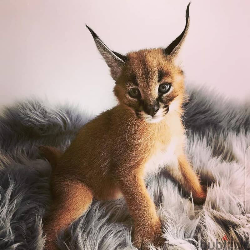 Caracal Cats//Whatsapp Me (+966) 588993320 1