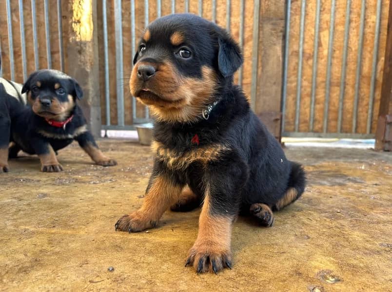 Rottweiler Puppies//Whatsapp Me (+966) 588993320 1