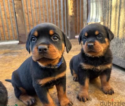 Whatsapp Me (+966) 588993320//Rottweiler Puppies