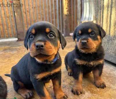 Whatsapp Me (+966) 588993320//Rottweiler Puppies