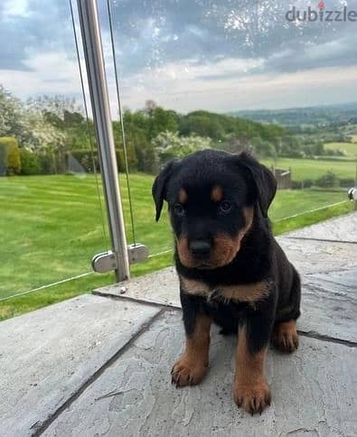 Rottweiler Puppies//Whatsapp Me (+966) 588993320