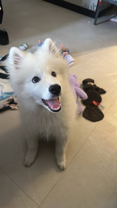 Samoyed كلب سومويد العمر 3 شهور