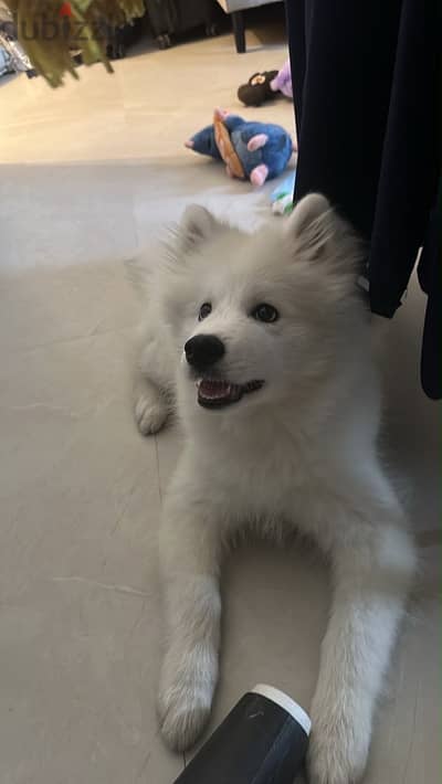 Samoyed كلب سومويد العمر 3 شهور