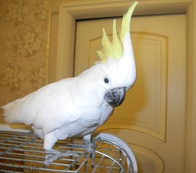Umbrella Cockatoos//Whatsapp Me (+966) 588993320