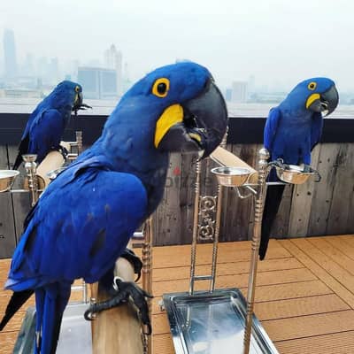 Whatsapp Me (+966) 588993320//Hyacinth Macaws
