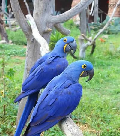 Hyacinth Macaws//Whatsapp Me (+966) 588993320