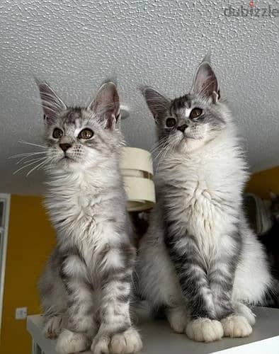 Whatsapp Me +966 (583)-921348//Maine Coon Cats
