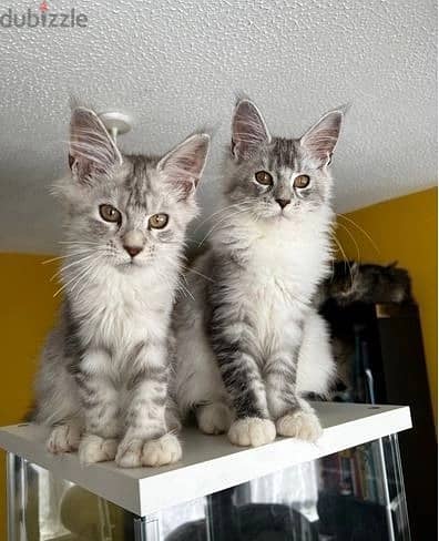 Maine Coon Cats//Whatsapp Me +966 (583)-921348
