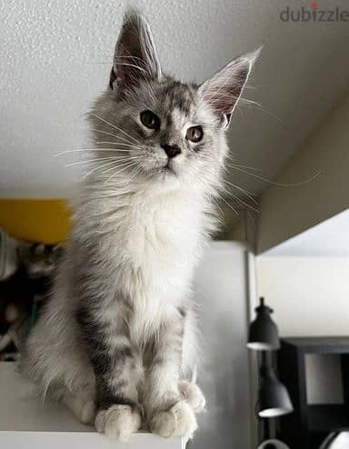 Whatsapp Me +966 (583)-921348//Maine Coon Cats