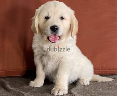 Golden Retriever//Whatsapp Me (+966) 588993320