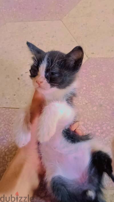 shrazi mix kitten