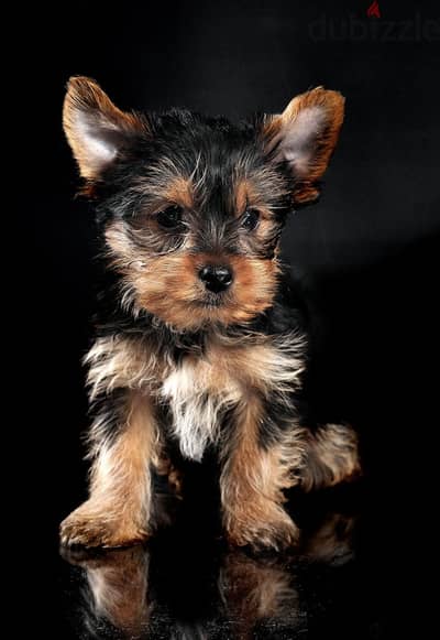 Exotic Pets Available