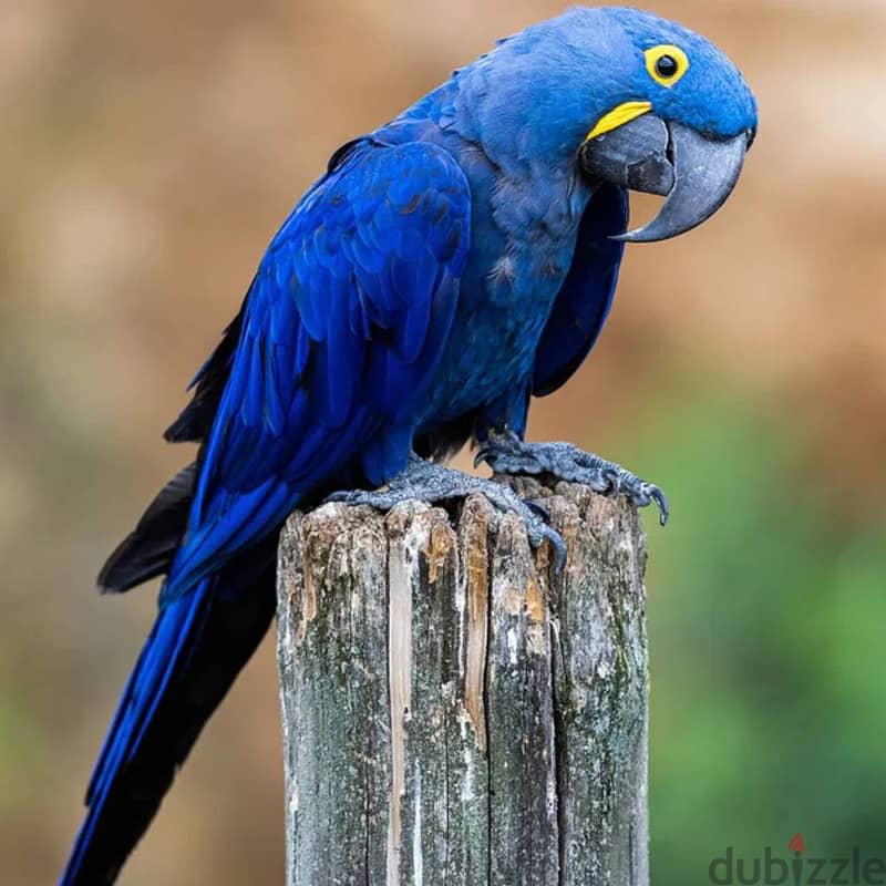 Exotic Pets Available 3