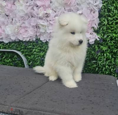 Whatsapp Me (+966) 588993320//Samoyed Puppies