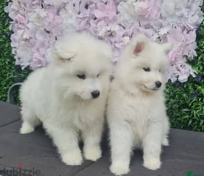Samoyed Puppies//Whatsapp Me (+966) 588993320