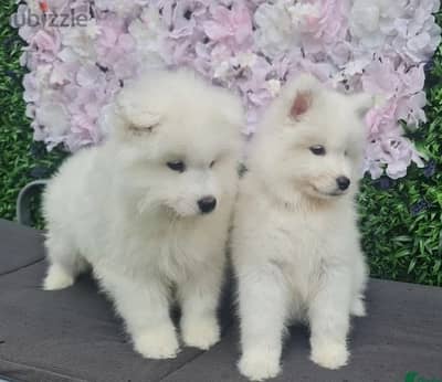 Samoyed Puppies//Whatsapp Me (+966) 588993320