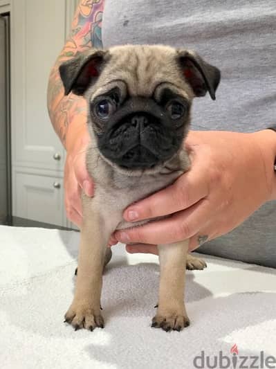 Pug Puppies//Whatsapp Me +966 (583)-921348