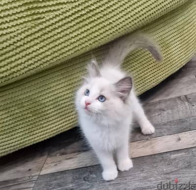 Ragdoll Cats//Whatsapp Me (+966) 588993320