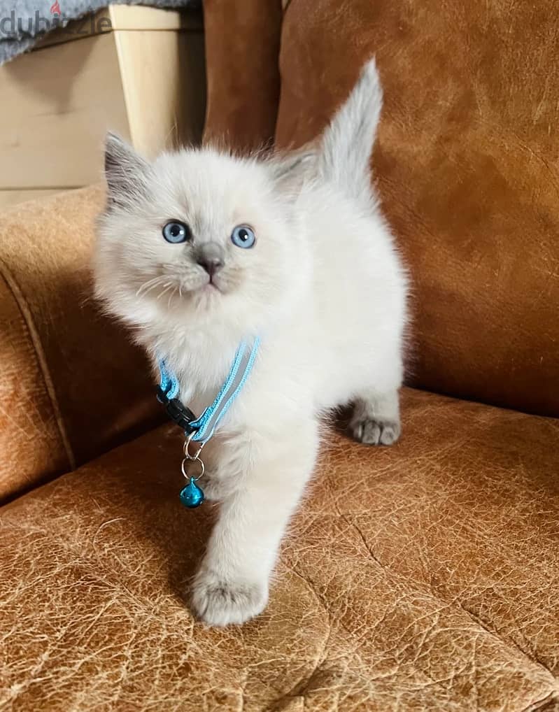 Ragdoll Cats//Whatsapp Me (+966) 588993320 1