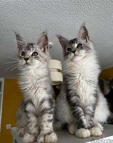 Maine Coon Cats//Whatsapp Me +966 (583)921348