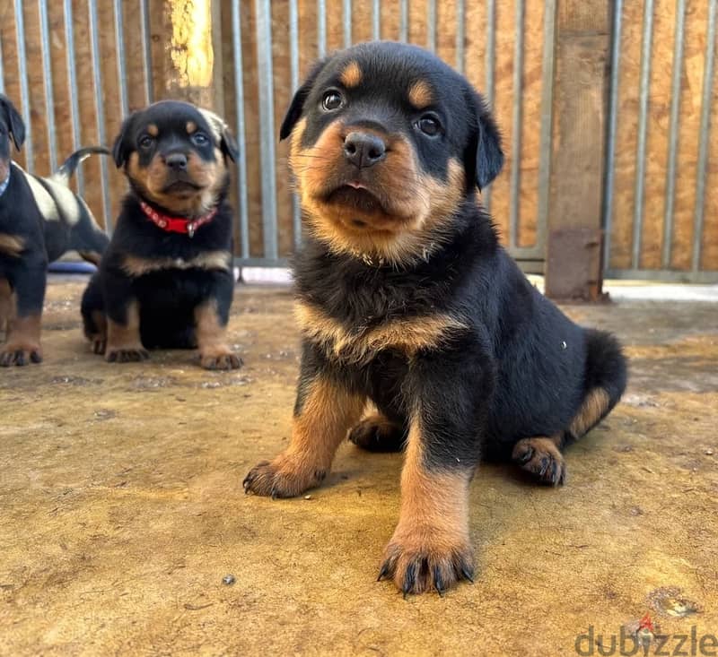 Whatsapp Me (+966) 588993320//Rottweiler Puppies 1