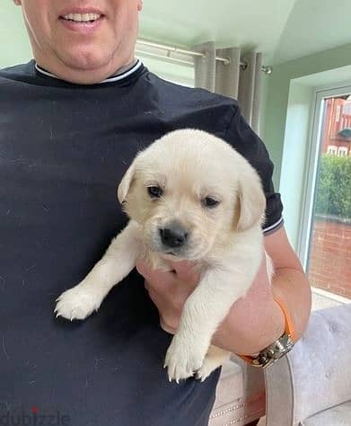 Whatsapp Me +966 (583)921348//Labrador Puppies 1