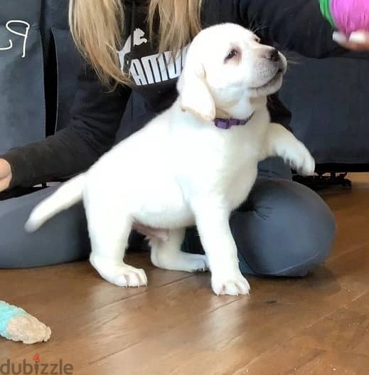 Labrador Puppies//Whatsapp Me +966 (583)921348 1