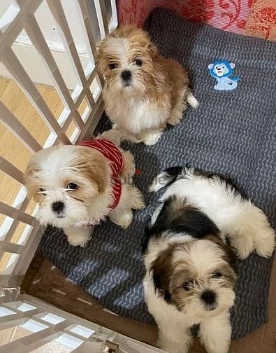 Whatsapp Me (+966) 588993320//Shih Tzu Puppies 1
