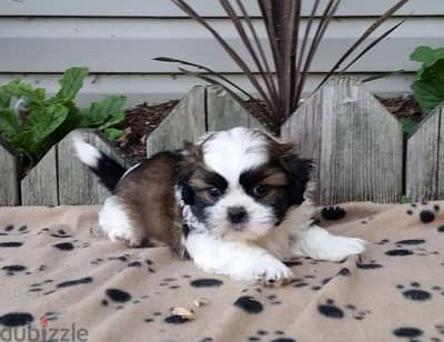 Whatsapp Me (+966) 588993320//Shih Tzu Puppies