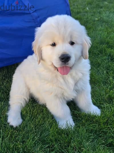 Whatsapp Me (+966) 588993320//Golden Retriever