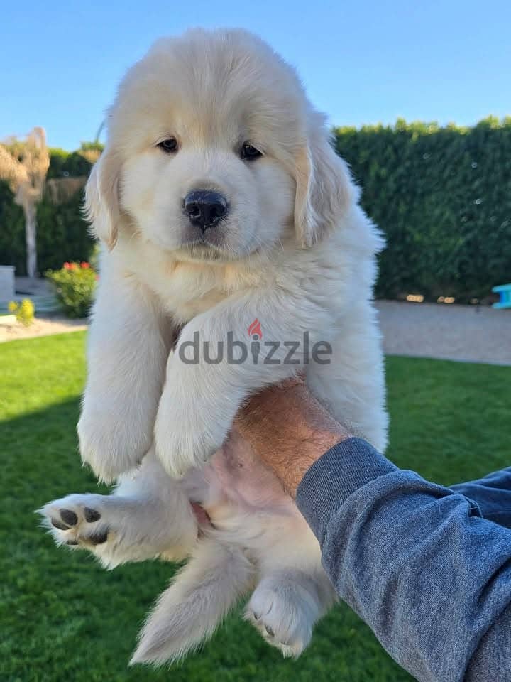 Whatsapp Me (+966) 588993320//Golden Retriever 1