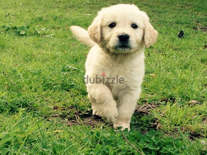 Golden Retriever//Whatsapp Me (+966) 588993320 1