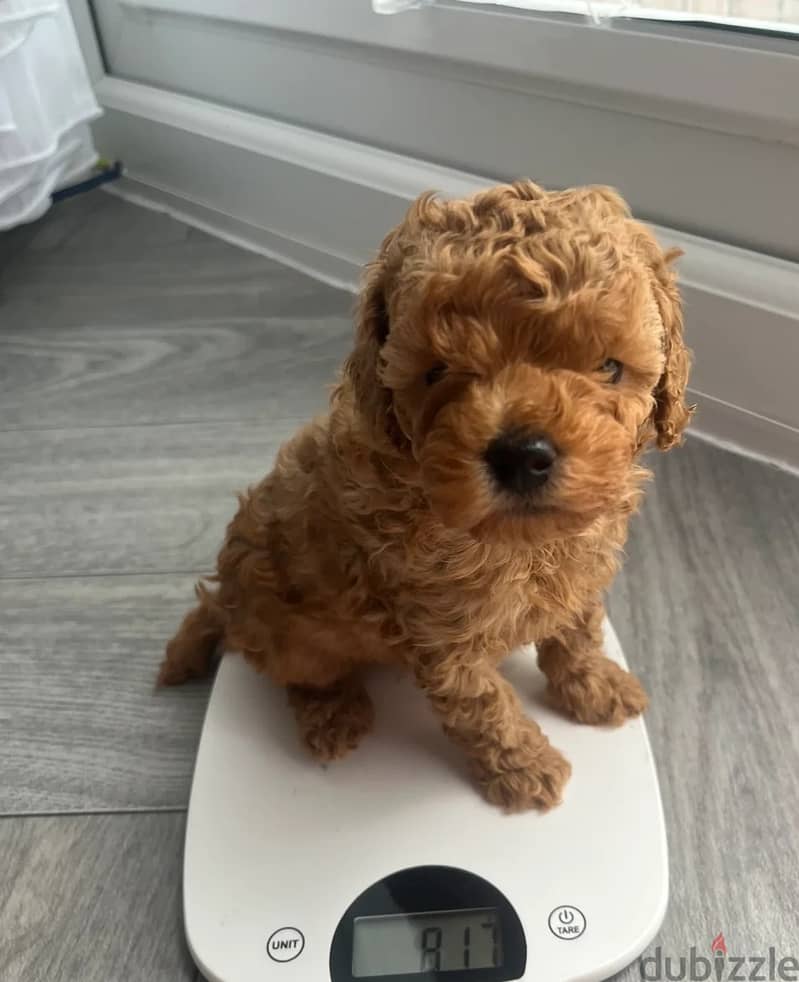 Toy Poodle Puppies//Whatsapp Me +966 (583)921348 1