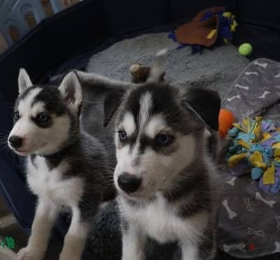 Siberian Husky//Whatsapp Me (+966) 588993320
