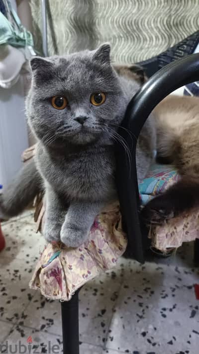 scottishfold female not neutered 9 months