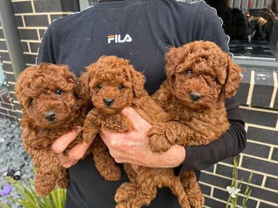 Toy Poodle Puppies//Whatsapp Me +966 (583)921348