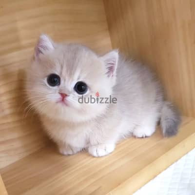 Ragdoll Kitten