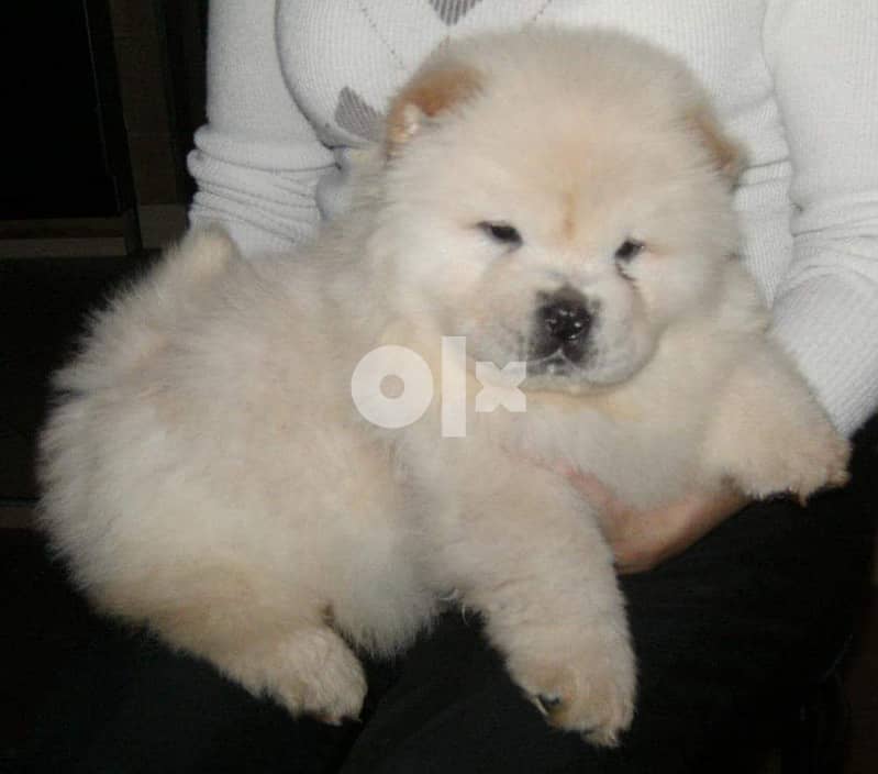 Whatsapp Me +966583921348 Chow Chow Puppies 0