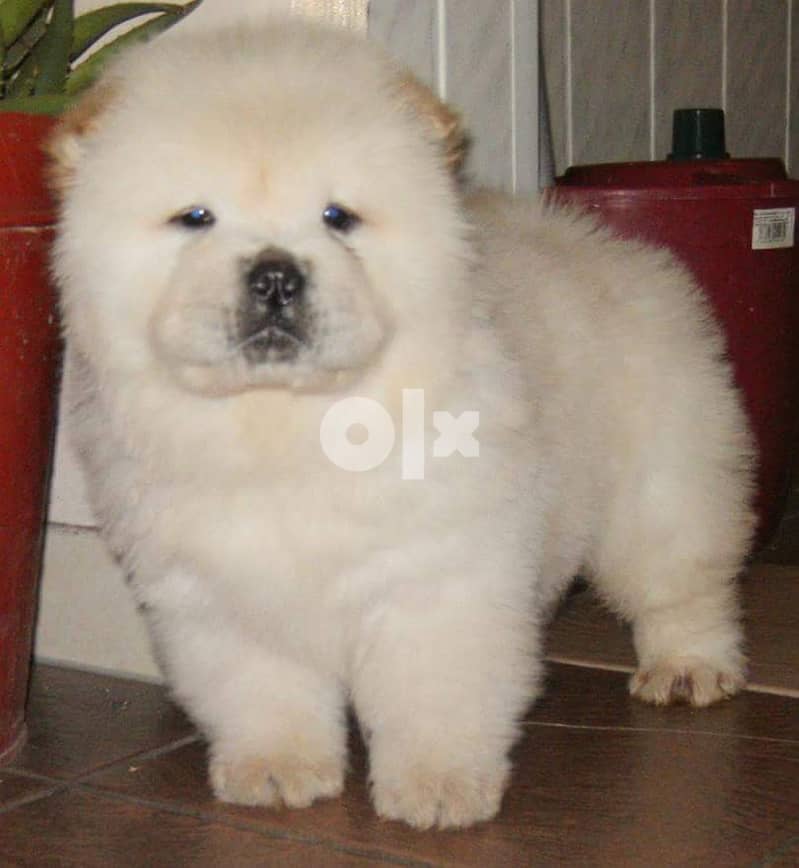 Whatsapp Me +966583921348 Chow Chow Puppies 1