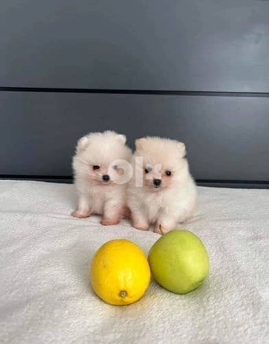 mini Pomeranian 0