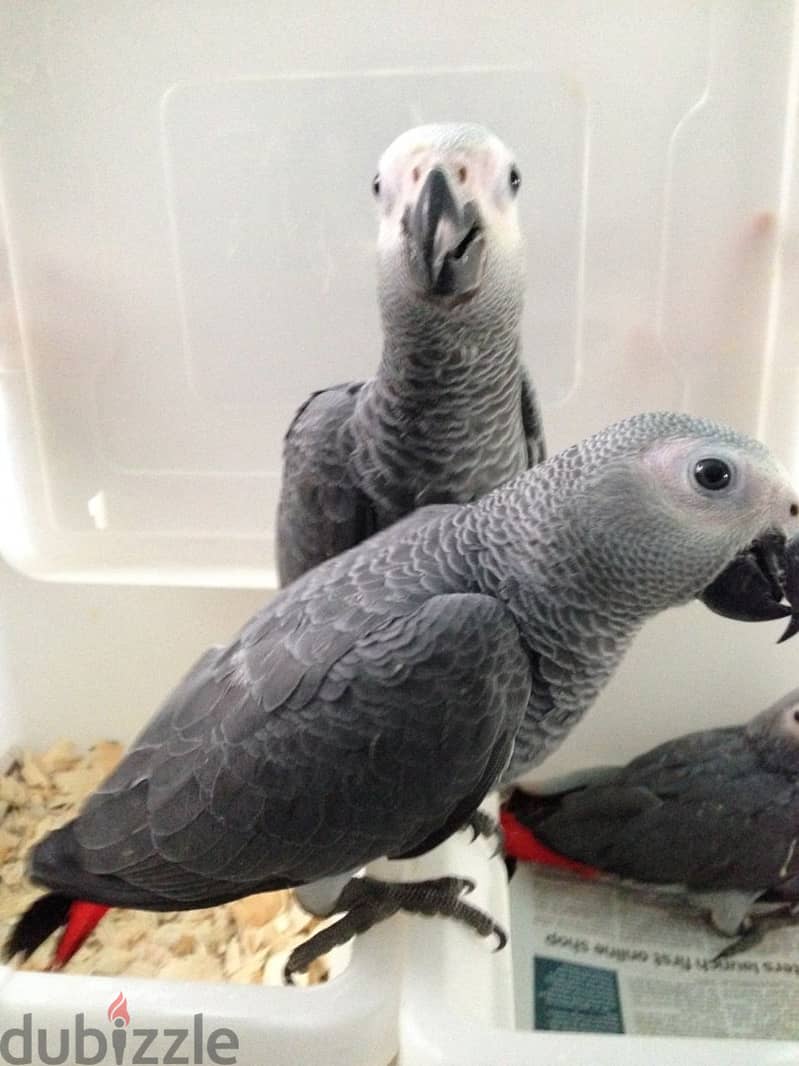 Talking African Grey Parrots 0